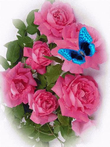 Pink Roses GIF - Pink Roses Blue - Discover & Share GIFs | Roses gif ...