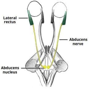 The Abducens Nerve (CN VI) - Course - Motor - TeachMeAnatomy