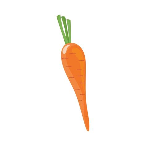 Fresh Carrot Vegetable 10480625 Vector Art At Vecteezy