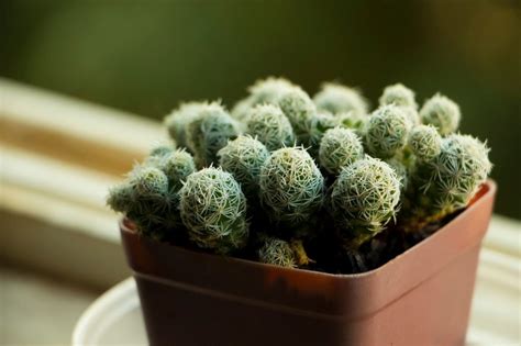 Comment Arroser Un Cactus