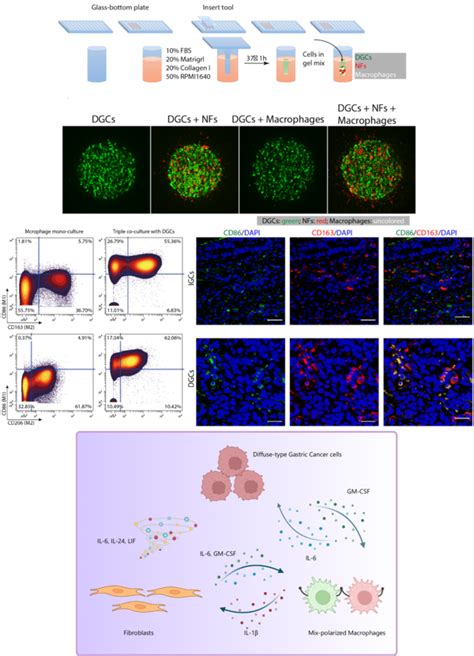 PublicationsIL 1β derived from mixed polarized macrophages activates