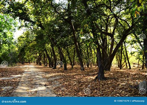 Tala Zone Forest Bandhavgarh Madhya Pradesh India Stock Image