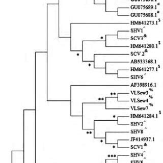 Phylogenetic Dendrogram Constructed By The Neighbor Joining Method