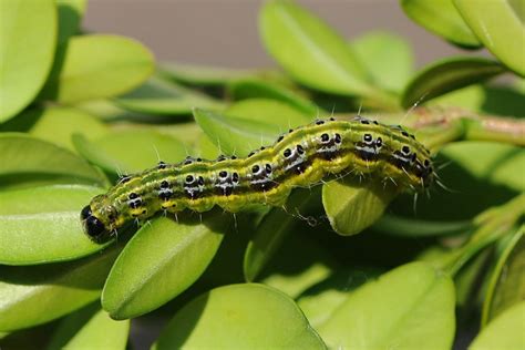 La Pyrale Du Buis Savoir Identifier L Insecte Son Cycle De Vie Les