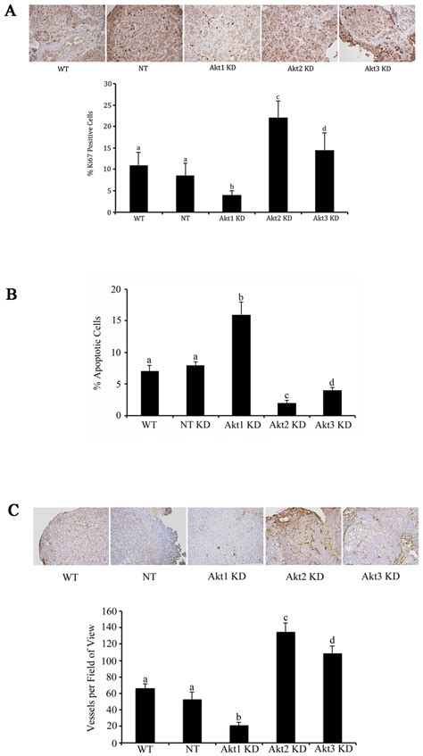 Akt Isoform Specific Inhibition Differentially Affects Tumor Cell