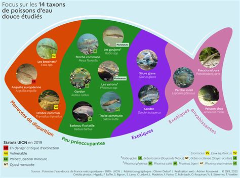 Dataviz Poissons Png