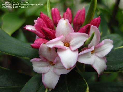 Plantfiles Pictures Daphne Fragrant Daphne Variegated Winter Daphne