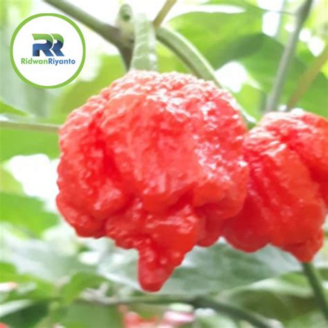 Jual Buah Cabai Trinidad Scorpio Red Benih Bibit Biji Pod Cabe Tanaman