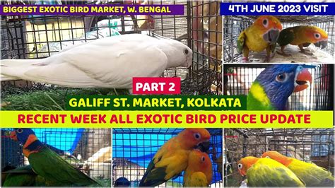 Recent Week All Exotic Bird Price Update Galiff Street Cheapest