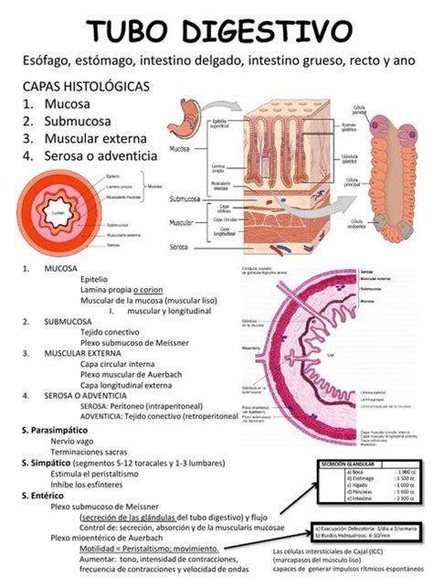 Aparato digestivo conducto alimentario capítulo 17 Gartner