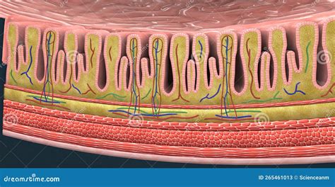 A Mucous Membrane Is A Layer Of Cells That Surrounds Body Organs And