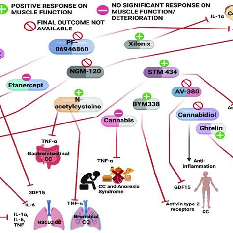 Epigenetic Regulation Of Murf And Atrogin Transcription