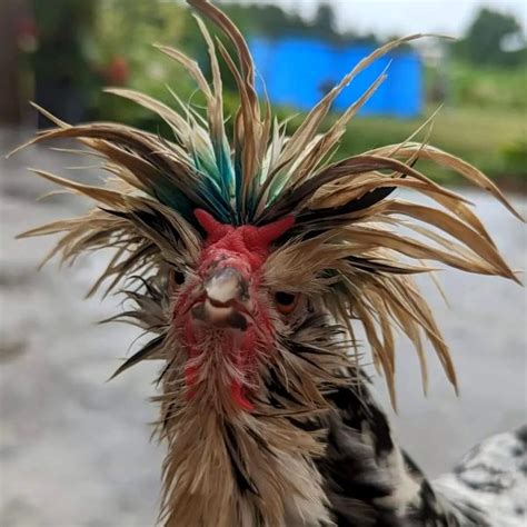 Rate My Cock Photo On Porn Imgur