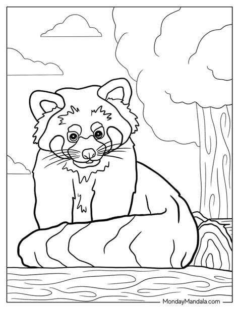 20 Red Panda Coloring Pages (Free PDF Printables)