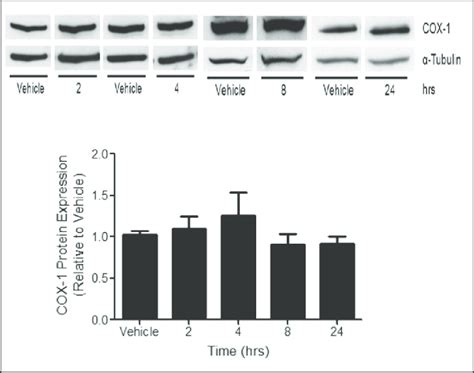 Cox 1 Protein Expression Is Not Altered By Lps Mtcc Were Treated With