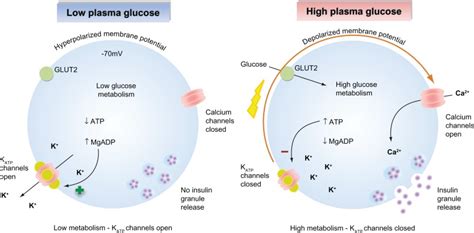 Glucose Stimulated Insulin Secretion In Pancreatic Cells Left When