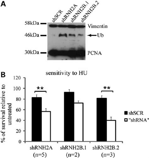 Inactivation Of Rnase H2 Induces Replication Stress Immunoblot On Download Scientific Diagram