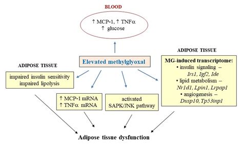 Antioxidants Free Full Text Adverse Effects Of Methylglyoxal On