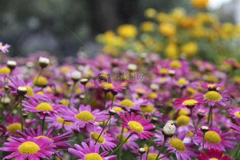 路边的野花百花齐放高清图片下载 正版图片500345780 摄图网