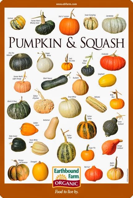 Pumpkin & Squash Varieties Chart - 101 Gardening