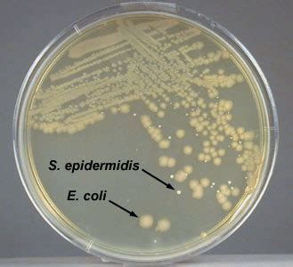 Biol 230 Lab Manual Lab 3