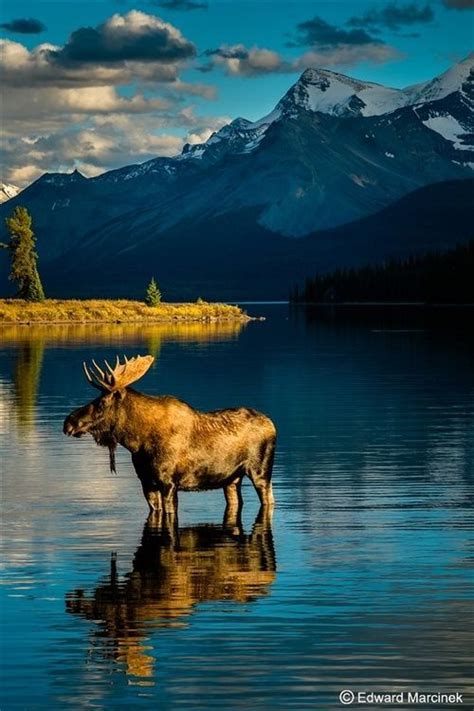 Bull Moose Gorgeous Shot Nature National Parks Photo