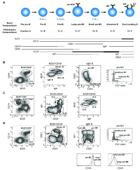 Murine Bone Marrow Bm B Cell Differentiation A Schematic Download Scientific Diagram