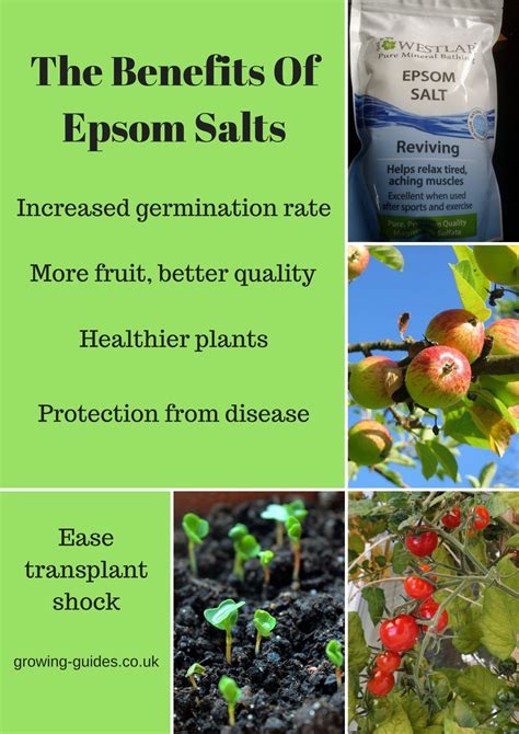 The Benefits Of Epsom Salts Growing Guides Plant Benefits Healthy