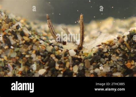 Mosquito Larvae Are Eating Organic Matter Under Water Larva Developed