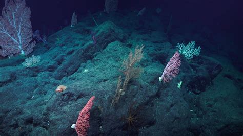 Papahānaumokuākea Marine National Monument - Video - Schmidt Ocean ...