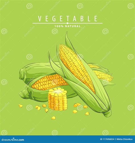 Fresh corncob illustration stock vector. Illustration of grain - 117696824