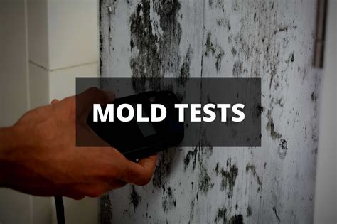 How To Test For Mold Exposure Mold Remediation