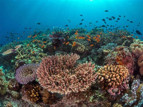 Coral Reefs Birds Of Paradise And Tribal Rainforests Of Papua New Guinea