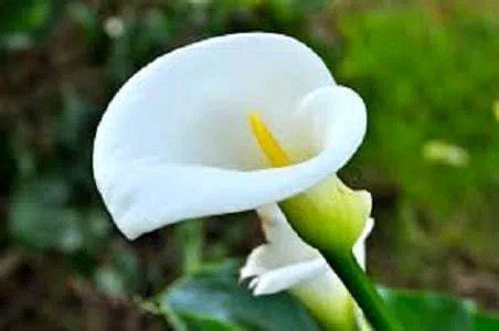 Jual Tanaman Calla Lily Putih Di Lapak MAHAMERU FLORA Bukalapak