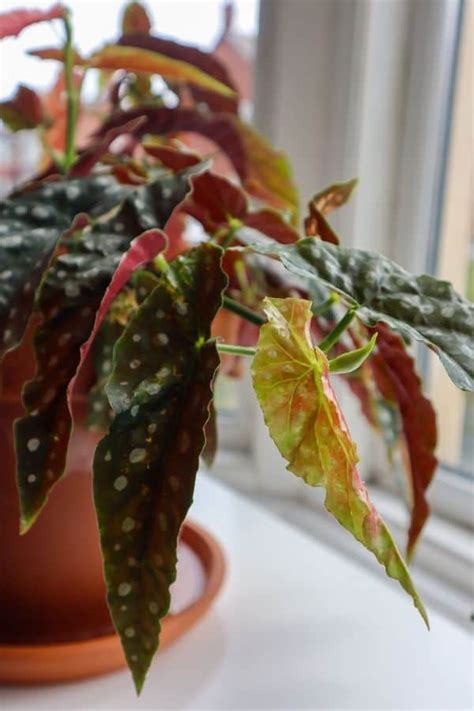 How To Grow The Polka Dot Begonia Maculata Hands On Guide