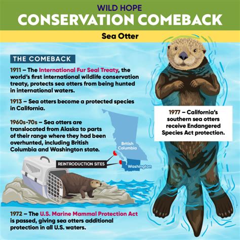 Conservation Comeback: The Sea Otter - Wild Hope