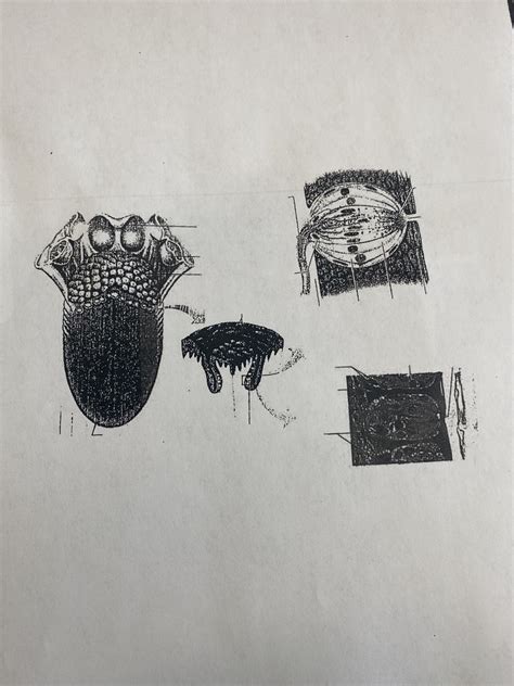 taste buds Diagram | Quizlet