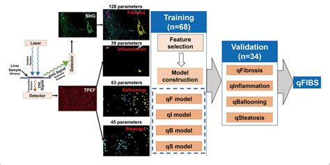 Figure 1 From Developing A New QFIBS Model Assessing Histological