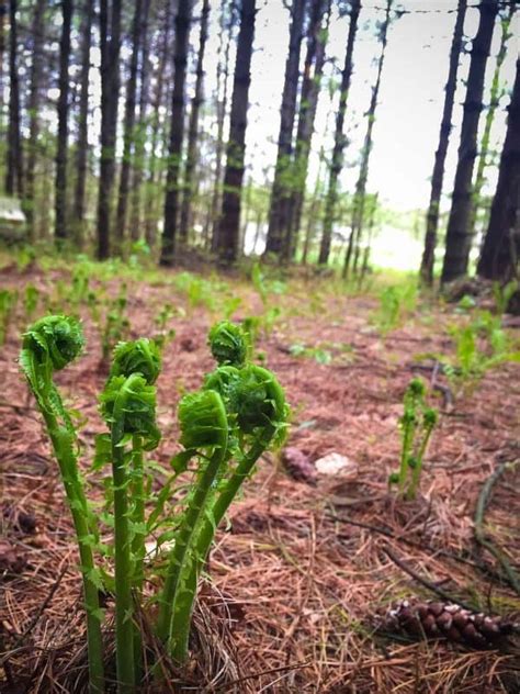 Foraging Edible Plants A Beginners Guide To Foraging With Confidence