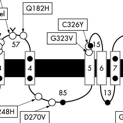 Schematic representation of the structure of ferroportin, based on the ...