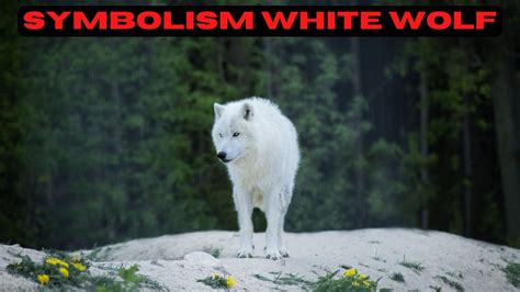 Symbolism White Wolf - Symbolizes Peace