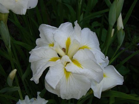 Eileen's garden. White Japanese Iris | Japanese iris, Garden, Iris