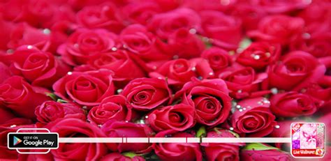 Red rose Live Wallpaper, LWP Android App