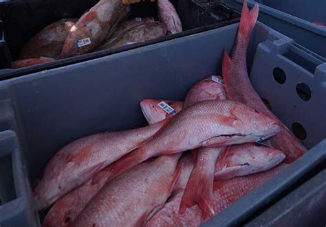 Snapper Vs Grouper Whats The Difference Wild Seafood Market