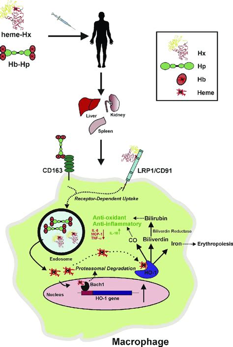 Specific Induction Of Ho 1 In Macrophages Via Application Of