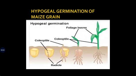 Hypogeal Germination In Maize