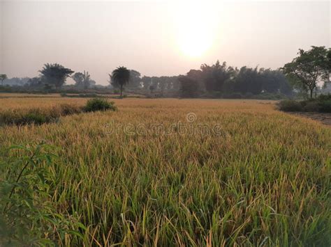 Golden Paddy Field at Sunrise Time. Stock Photo - Image of gricultural ...