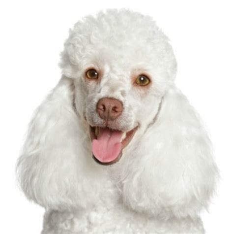 Poodle Breed Information and Photos | ThriftyFun