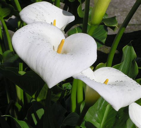 Calla Lily Winter Care: Winter Care For Calla Lilies