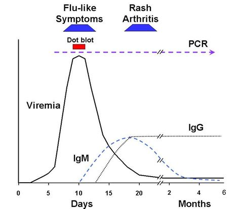 Parvovirus The Clinical Advisor